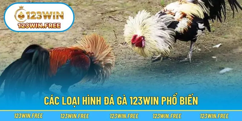 Khám phá các thể loại thi đấu gà được ưa chuộng nhất